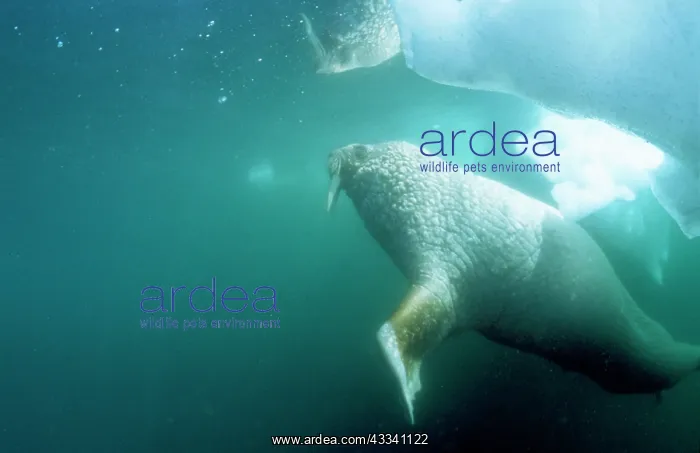 : Atlantic WALRUS : Atlantic WALRUS