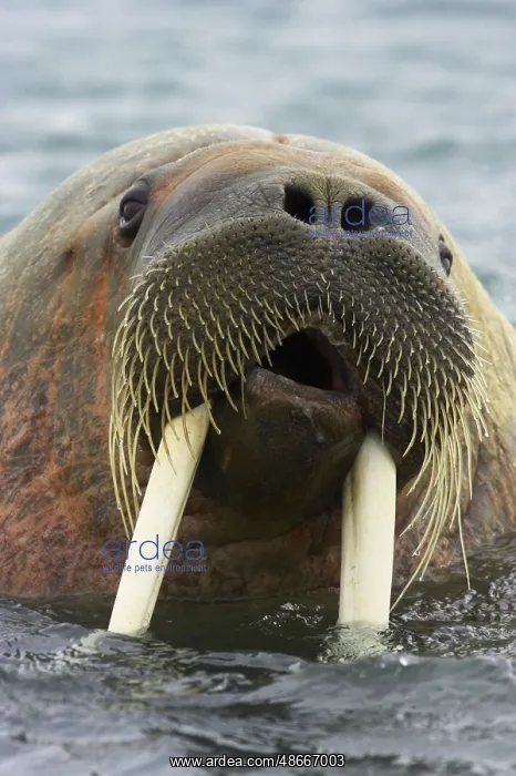 : Atlantic walrus, Atlantic walrus, marine mammals, predators : Atlantic walrus, Atlantic walrus, marine mammals, predators