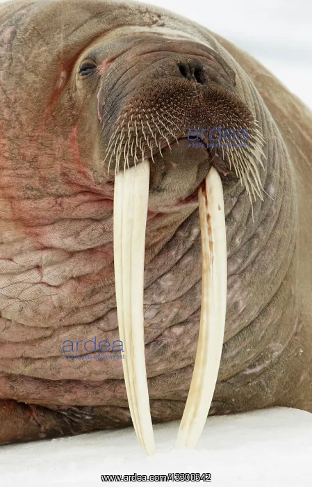 : Atlantic walrus, Atlantic walruses, marine mammals : Atlantic walrus, Atlantic walruses, marine mammals