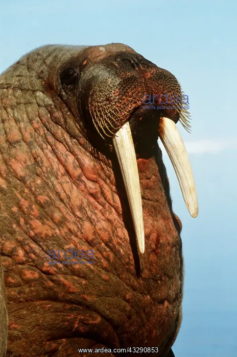 : Atlantic Walrus - close-up of face : Atlantic Walrus - close-up of face