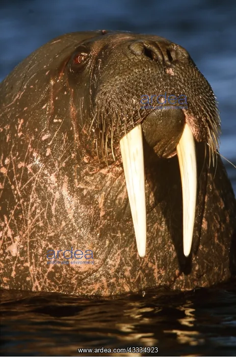 : Atlantic WALRUS - close-up of face : Atlantic WALRUS - close-up of face