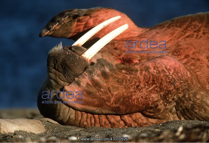  : Atlantic WALRUS - covering eyes with flippers