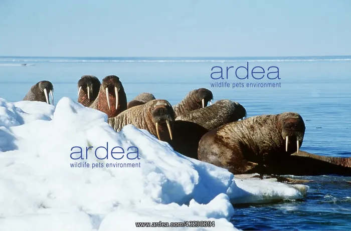 : Atlantic Walrus - Group on ice : Atlantic Walrus - Group on ice