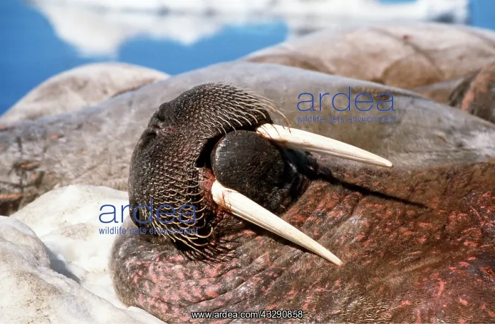 : Atlantic Walrus - lies on back : Atlantic Walrus - lies on back