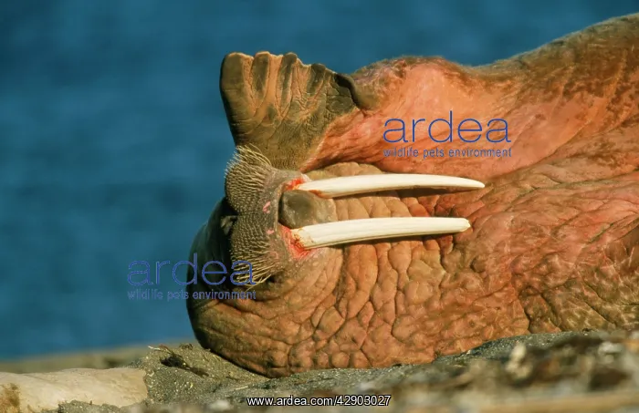 : Atlantic WALRUS - lying on side : Atlantic WALRUS - lying on side