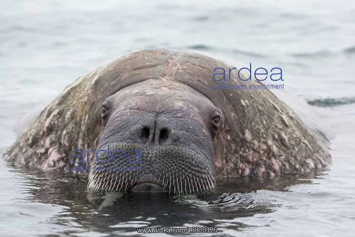 : Atlantic Walrus (Odobenus rosmarus rosmarus) adult : Atlantic Walrus (Odobenus rosmarus rosmarus) adult