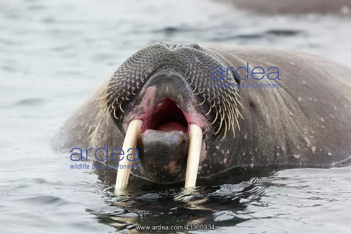 : Atlantic Walrus (Odobenus rosmarus rosmarus) adult : Atlantic Walrus (Odobenus rosmarus rosmarus) adult