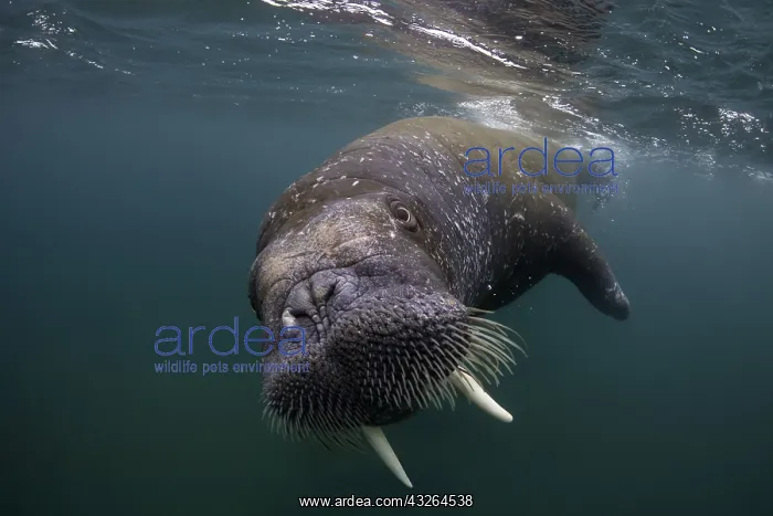 : Atlantic walrus (Odobenus rosmarus), Spitsbergen : Atlantic walrus (Odobenus rosmarus), Spitsbergen