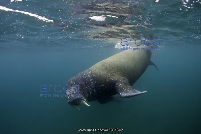 : Atlantic walrus (Odobenus rosmarus), Spitsbergen : Atlantic walrus (Odobenus rosmarus), Spitsbergen