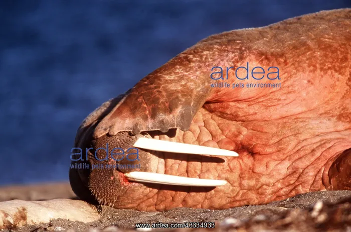 : Atlantic WALRUS - On side with sun : Atlantic WALRUS - On side with sun