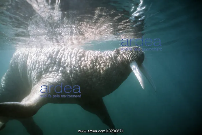 : Atlantic Walrus - swims, underwater : Atlantic Walrus - swims, underwater