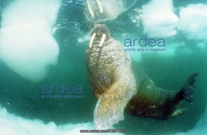 : Atlantic Walrus - underwater, amongst ice : Atlantic Walrus - underwater, amongst ice
