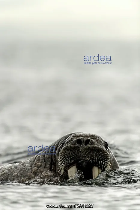  : Atlantic Walrus in the water