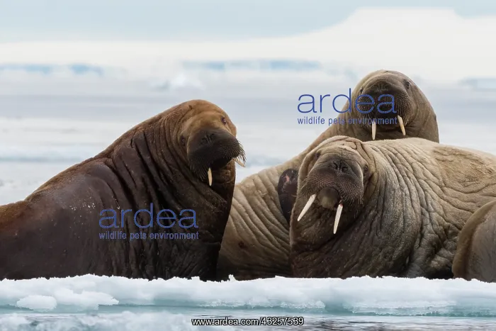 : Atlantic walruses (Odobenus rosmarus), Vibebukta : Atlantic walruses (Odobenus rosmarus), Vibebukta