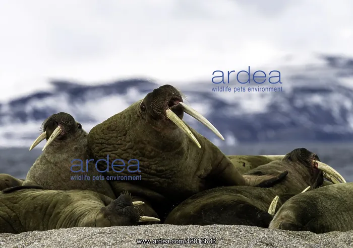 : Atlantic Walruses snuggling with each other : Atlantic Walruses snuggling with each other