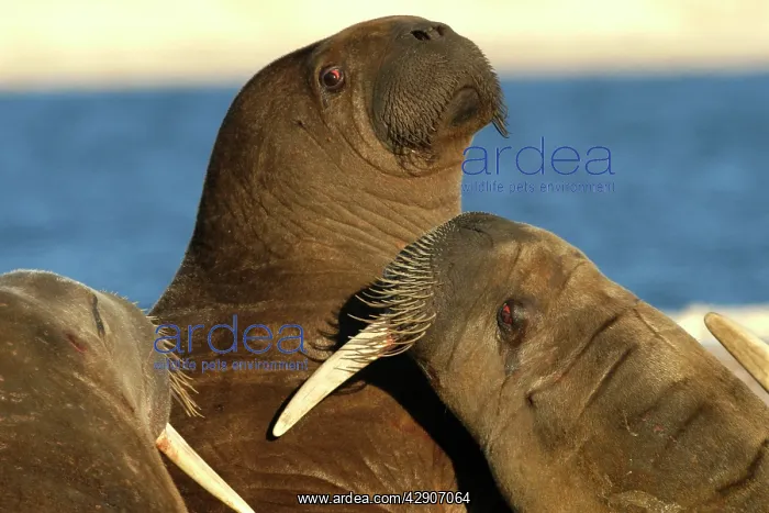 : Atlantic / Whiskered Walrus - aggression / fighting : Atlantic / Whiskered Walrus - aggression / fighting