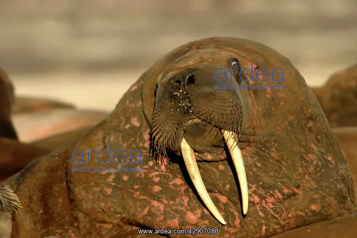: Atlantic / Whiskered Walrus - close-up of male : Atlantic / Whiskered Walrus - close-up of male