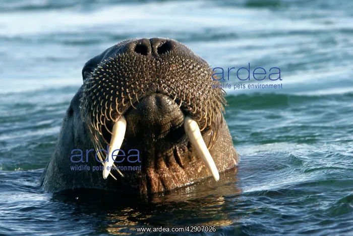 : Atlantic / Whiskered Walrus - male emerging from : Atlantic / Whiskered Walrus - male emerging from