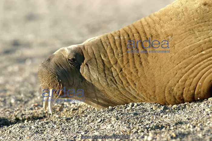 : Atlantic / Whiskered Walrus - male resting on beach : Atlantic / Whiskered Walrus - male resting on beach