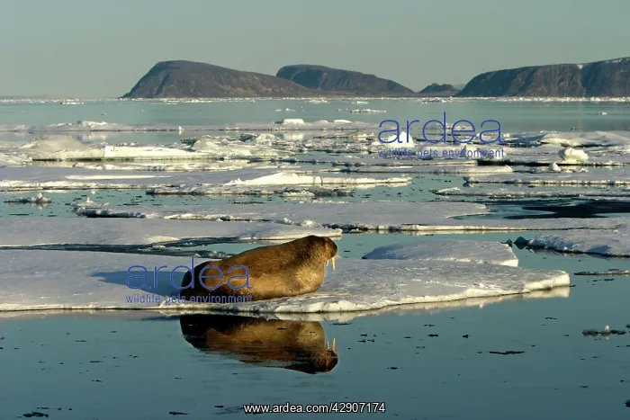 : Atlantic / Whiskered Walrus - male resting on ice floe : Atlantic / Whiskered Walrus - male resting on ice floe