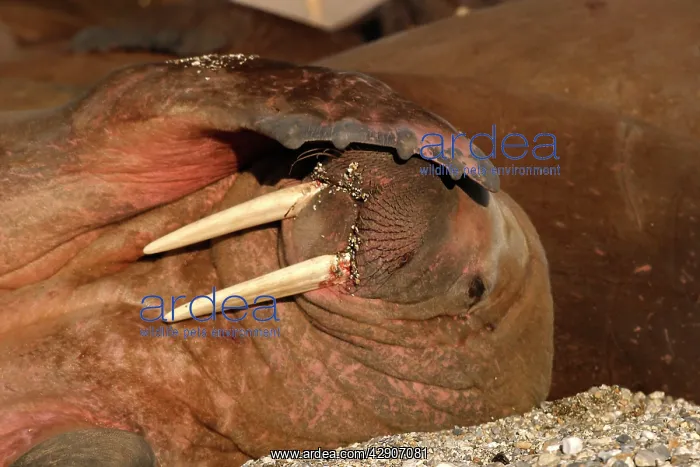 : Atlantic / Whiskered Walrus - male scratching / : Atlantic / Whiskered Walrus - male scratching /