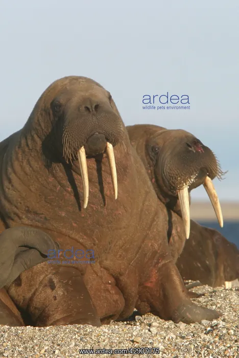 : Atlantic / Whiskered Walrus - males on beach : Atlantic / Whiskered Walrus - males on beach