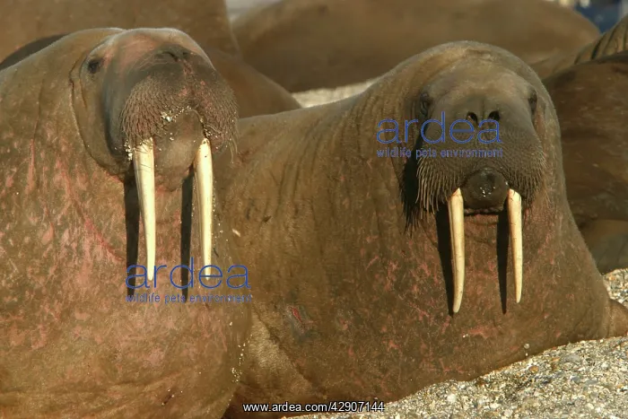 : Atlantic / Whiskered Walrus - males resting on beach : Atlantic / Whiskered Walrus - males resting on beach
