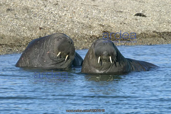 : Atlantic / Whiskered Walrus - males in water : Atlantic / Whiskered Walrus - males in water