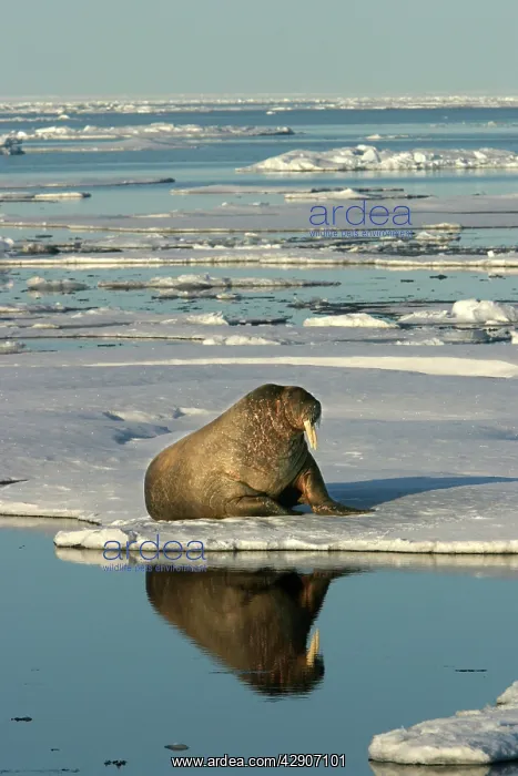 : Atlantic / Whiskered Walrus - scarred male resting : Atlantic / Whiskered Walrus - scarred male resting