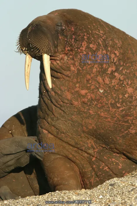 : Atlantic / Whiskered Walrus - scarred male resting on beach : Atlantic / Whiskered Walrus - scarred male resting on beach