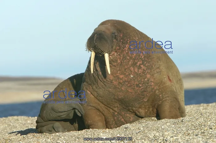 : Atlantic / Whiskered Walrus - scarred male resting on beach : Atlantic / Whiskered Walrus - scarred male resting on beach