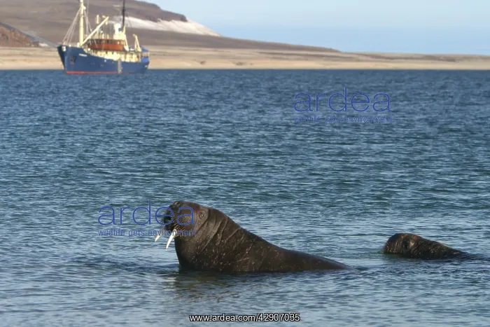 : Atlantic / Whiskered Walrus - two in water, with : Atlantic / Whiskered Walrus - two in water, with