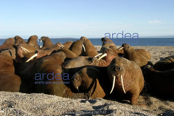 : Atlantic / Whiskered Walruses - group, resting on shore : Atlantic / Whiskered Walruses - group, resting on shore