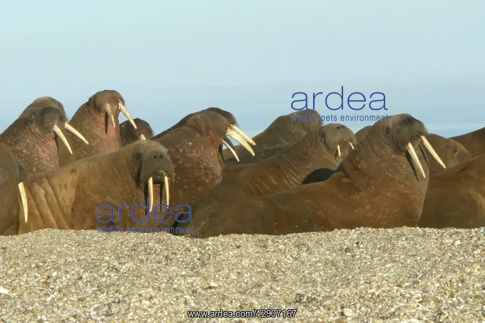  : Atlantic  /  Whiskered Walruses - group resting on beach
