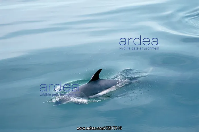 : Atlantic White-sided Dolphin : Atlantic White-sided Dolphin
