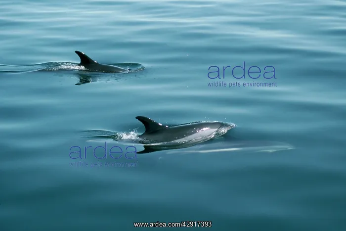 : Atlantic White-sided Dolphins - two : Atlantic White-sided Dolphins - two