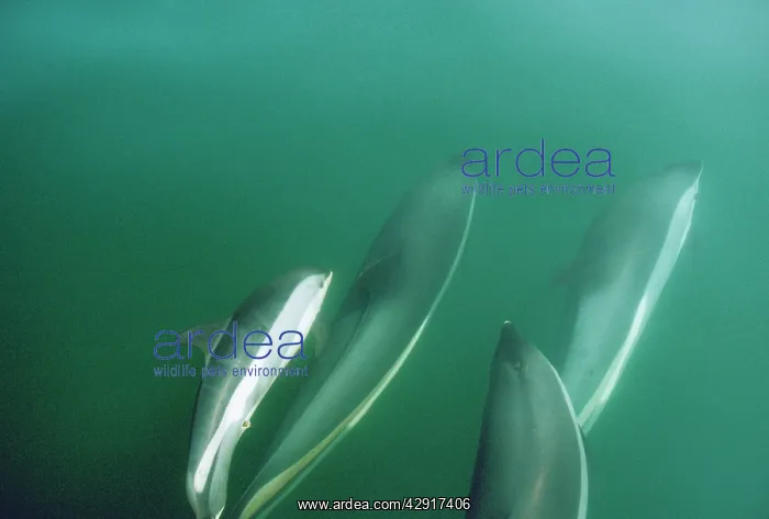 : ATLANTIC WHITE-SIDED DOLPHINS - pod of dolphins : ATLANTIC WHITE-SIDED DOLPHINS - pod of dolphins