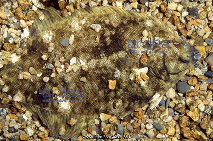 : Atlantic / Winter Flounder - camouflaged : Atlantic / Winter Flounder - camouflaged