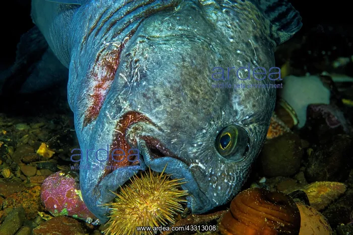 : Atlantic wolffish (Anarhichas lupus), eats starfish : Atlantic wolffish (Anarhichas lupus), eats starfish
