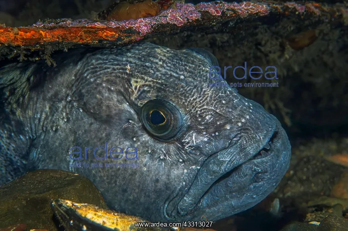 : Atlantic wolffish (Anarhichas lupus), resting in : Atlantic wolffish (Anarhichas lupus), resting in