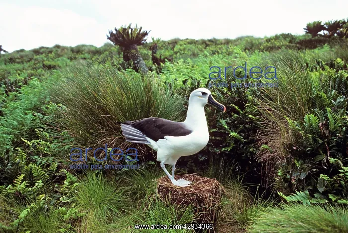 : Atlantic Yellow-nosed Albatross - on nest : Atlantic Yellow-nosed Albatross - on nest