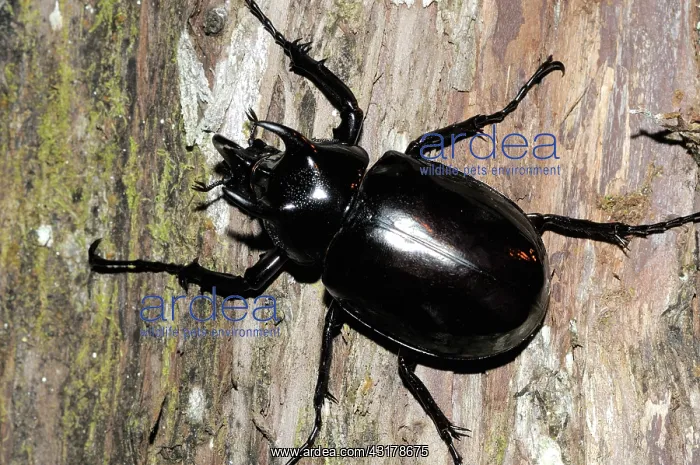  : Atlas Beetle