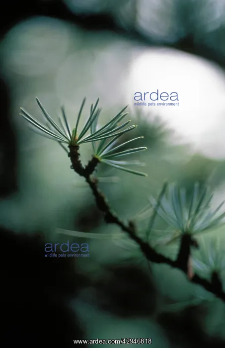: Atlas Cedar : Atlas Cedar