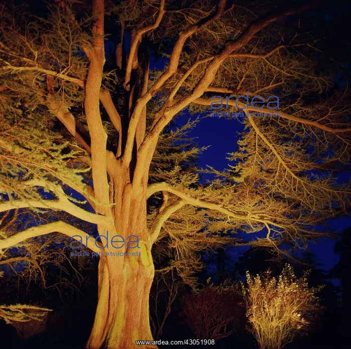 : Atlas Cedar : Atlas Cedar