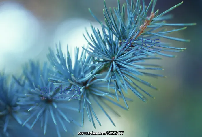 : Atlas Cedar : Atlas Cedar