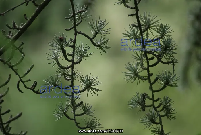  : Atlas Cedar