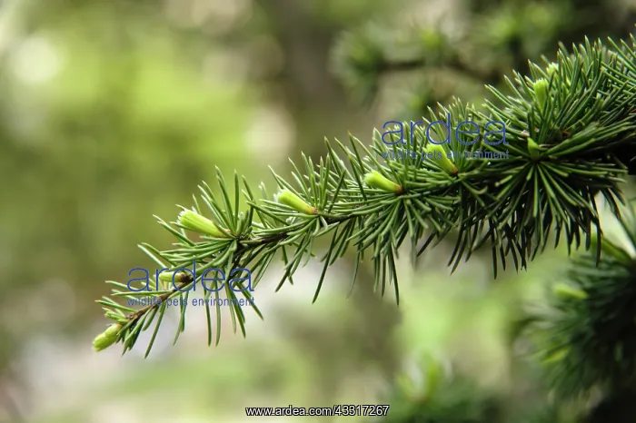 : Atlas cedar, Cedrus atlantica, New growth on a single : Atlas cedar, Cedrus atlantica, New growth on a single