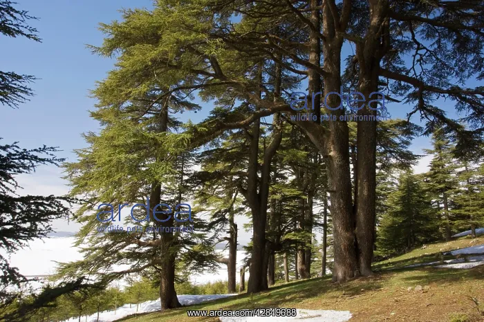 : Atlas Cedar forest - in the Middle Atlas Mountains : Atlas Cedar forest - in the Middle Atlas Mountains