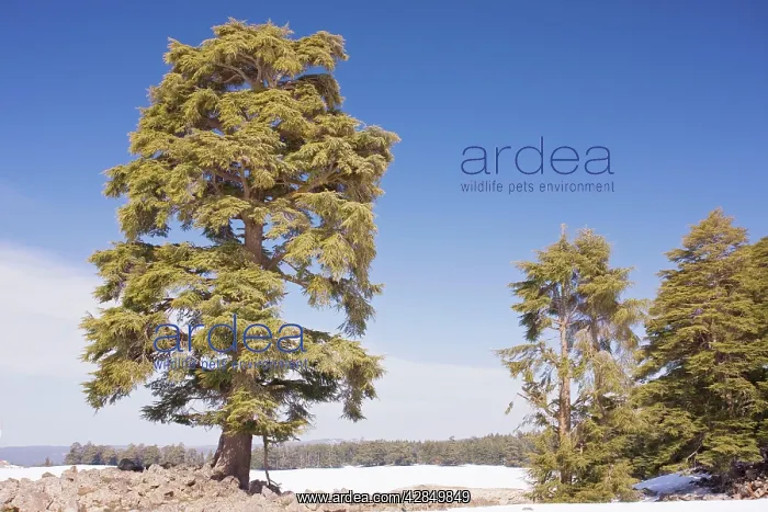 : Atlas Cedar forest - in the Middle Atlas Mountains : Atlas Cedar forest - in the Middle Atlas Mountains