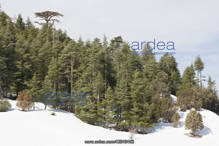 : Atlas Cedar forest - In snow : Atlas Cedar forest - In snow